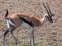 Wild Thomson Gazelle 3